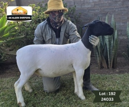 1X DORPER T4 EWE DE KLERK DORPERS - D2825