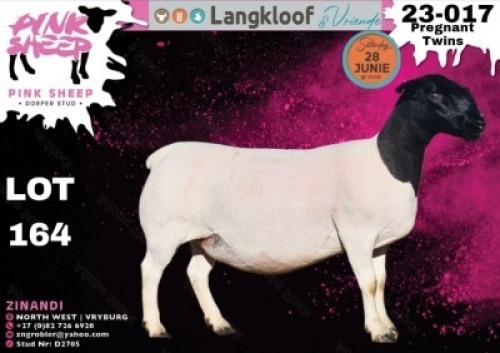 1X DORPER T5 PREGNANT EWE PINK SHEEP DORPER STUD - D2705