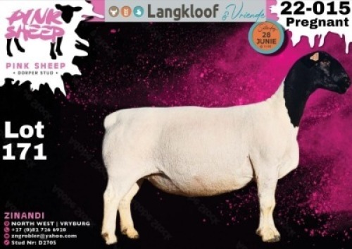 WITHDRAWN - 1X DORPER EWE PINK SHEEP DORPER STUD - D2705