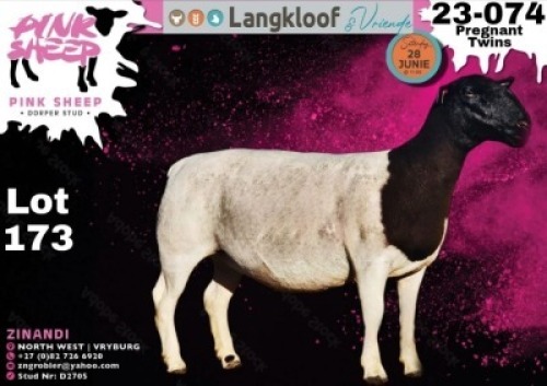 1X DORPER T4 PREGNANT EWE PINK SHEEP DORPER STUD - D2705