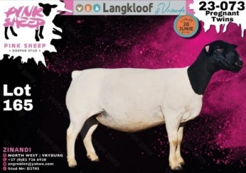 1X DORPER T5 PREGNANT EWE PINK SHEEP DORPER STUD - D2705