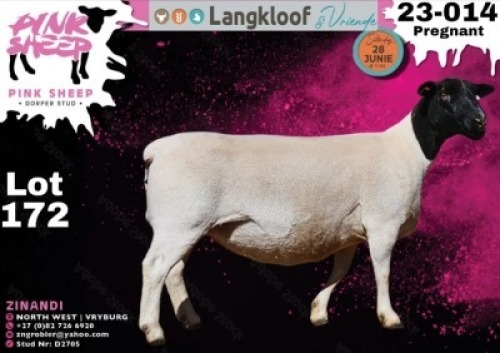 1X DORPER T4 PREGNANT EWE PINK SHEEP DORPER STUD - D2705