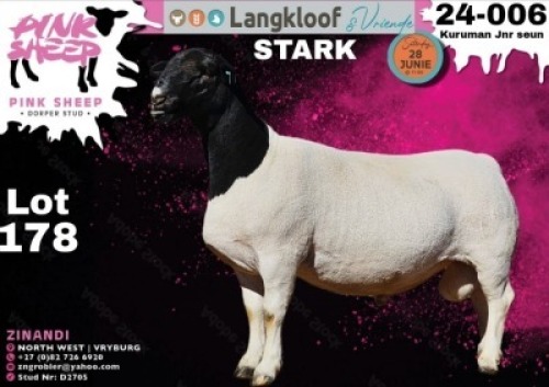 1X DORPER T4 RAM PINK SHEEP DORPER STUD - D2705