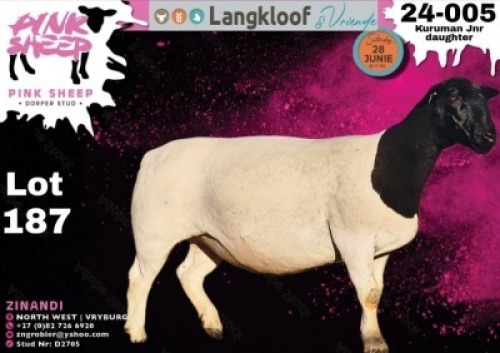 1X DORPER T4 PREGNANT EWE PINK SHEEP DORPER STUD - D2705