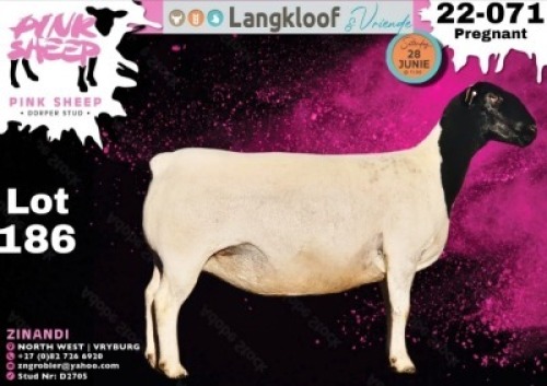 1X DORPER T4 PREGNANT EWE PINK SHEEP DORPER STUD - D2705