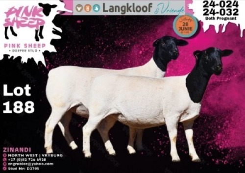 2X DORPER T3 ; T4 PREGNANT EWE PINK SHEEP DORPER STUD - D2705 (Per animal to take the lot)
