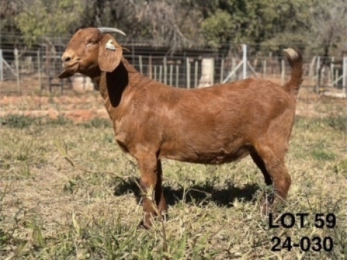 1X KALAHARI RED FLOCK PREGNANT DOE CMLW BOERDERY