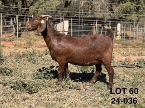 1X KALAHARI RED STUD PREGNANT DOE CMLW BOERDERY