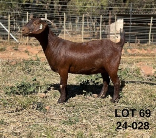 1X KALAHARI RED STUD PREGNANT DOE CMLW BOERDERY