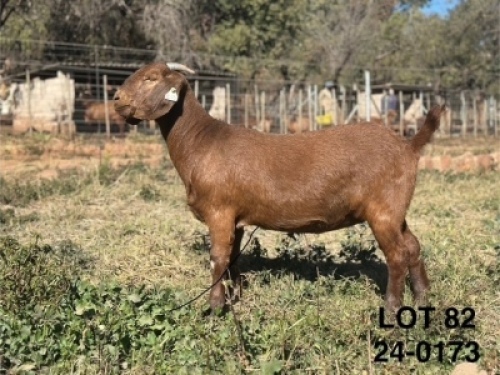 1X KALAHARI RED FLOCK PREGNANT DOE CMLW BOERDERY