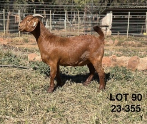 1X KALAHARI RED STUD PREGNANT DOE CMLW BOERDERY