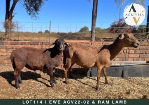 1+1X MEATMASTER EWE AGRIVEIA