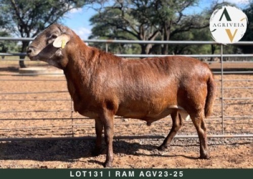 1X MEATMASTER RAM AGRIVEIA