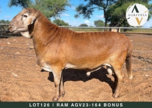 1X MEATMASTER RAM AGRIVEIA