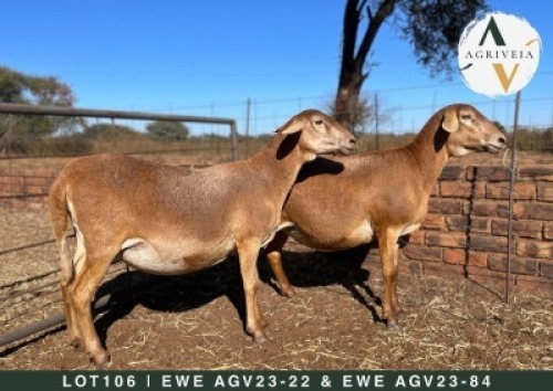 2X MEATMASTER PREGNANT EWE AGRIVEIA (Per animal to take the lot)