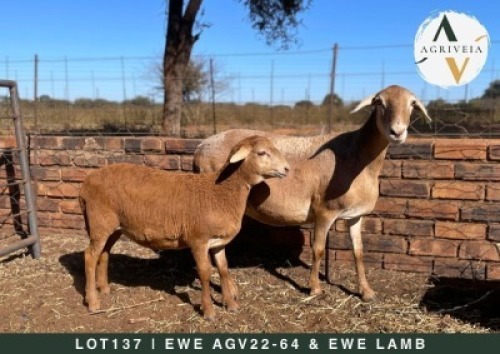 1+1X MEATMASTER EWE AGRIVEIA