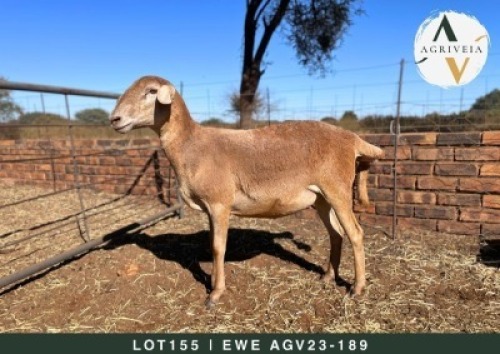 1X MEATMASTER EWE AGRIVEIA