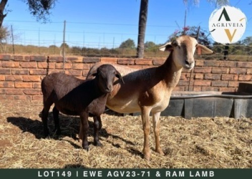 1+1X MEATMASTER EWE AGRIVEIA