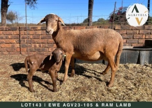 1+1X MEATMASTER EWE AGRIVEIA