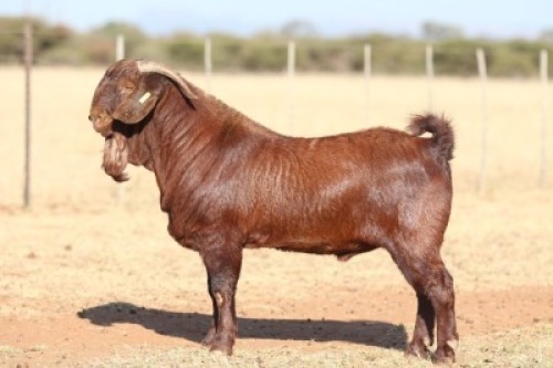 1X KALAHARI RED STUD BUCK ANTON & RICKUS BOTHMA
