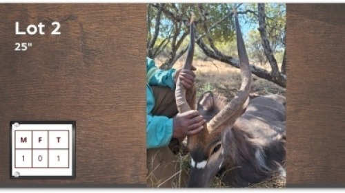 1 X NYALA 25" M: 1