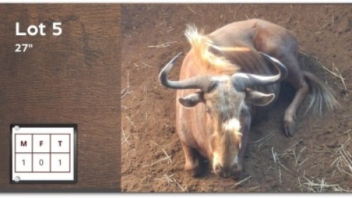 1 X GOUE WILDEBEES 27" M: 1