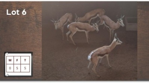 5 X SPRINGBOK M: 5 (Per Piece to take the lot/Per stuk om lot te neem)