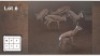 5 X SPRINGBOK M: 5 (Per Piece to take the lot/Per stuk om lot te neem)