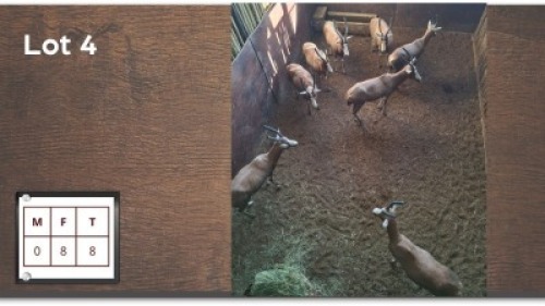 8 X BLESBOK V/F: 8 (Per Piece to take the lot/Per stuk om lot te neem)