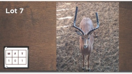 1 X ROOIBOK M: 1