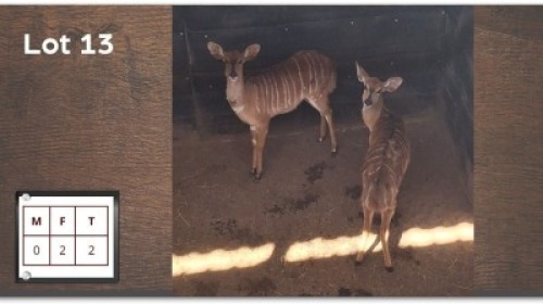 2 X NYALA V/F: 2 (Per Piece to take the lot/Per stuk om lot te neem)