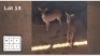 2 X NYALA V/F: 2 (Per Piece to take the lot/Per stuk om lot te neem)