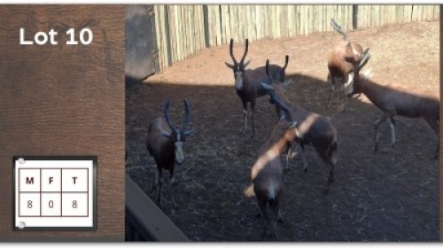 8 X BLESBOK M: 8 (Per Piece to take the lot/Per stuk om lot te neem)
