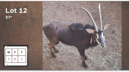 1 X SWARTWITPENS 37" M: 1