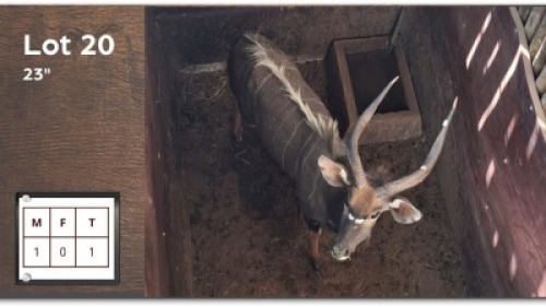 1 X NYALA 23" M: 1