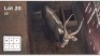 1 X NYALA 23" M: 1
