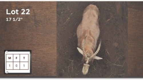 1 X BLESBOK 17&frac12;" M: 1