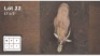 1 X BLESBOK 17&frac12;" M: 1