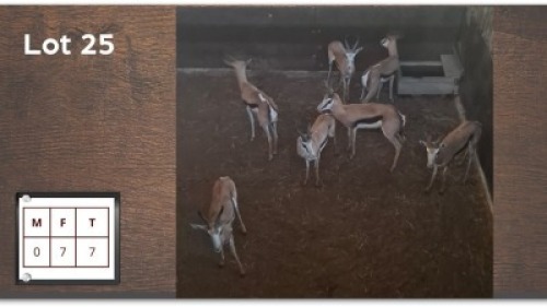 7 X SPRINGBOK V/F: 7 (Per Piece to take the lot/Per stuk om lot te neem)