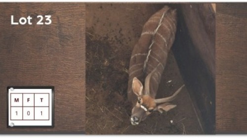 1 X NYALA M: 1