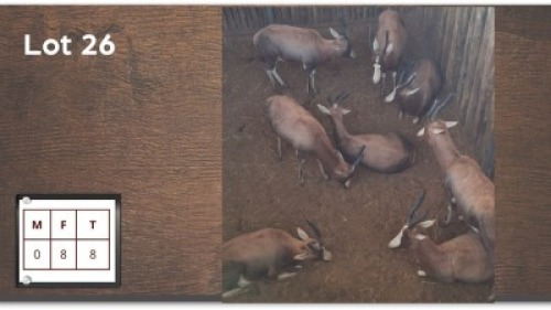 8 X BLESBOK V/F: 8 (Per Piece to take the lot/Per stuk om lot te neem)