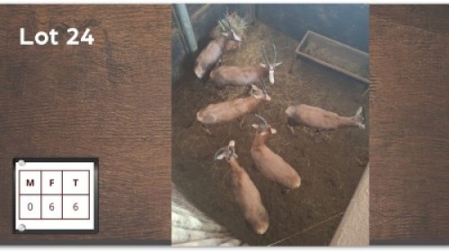 6 X BLESBOK V/F: 6 (Per Piece to take the lot/Per stuk om lot te neem)