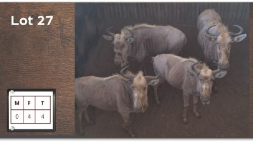 4 X GOUE WILDEBEES V/F: 4 (Per Piece to take the lot/Per stuk om lot te neem)