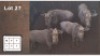 4 X GOUE WILDEBEES V/F: 4 (Per Piece to take the lot/Per stuk om lot te neem)