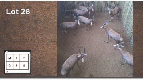 8 X BLESBOK V/F: 8 (Per Piece to take the lot/Per stuk om lot te neem)