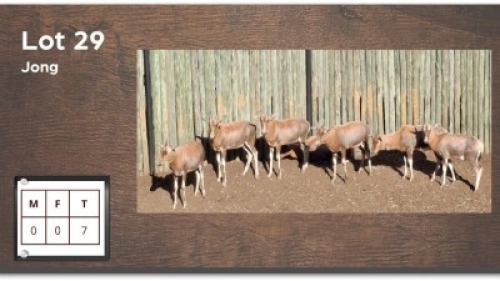 7 X BLESBOK (Per Piece to take the lot/Per stuk om lot te neem)
