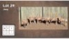 7 X BLESBOK (Per Piece to take the lot/Per stuk om lot te neem)