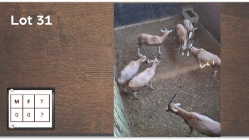 7 X BLESBOK (Per Piece to take the lot/Per stuk om lot te neem)