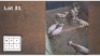 7 X BLESBOK (Per Piece to take the lot/Per stuk om lot te neem)