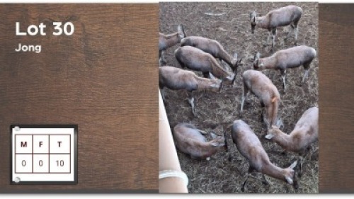 10 X BLESBOK (Per Piece to take the lot/Per stuk om lot te neem)